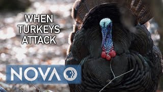 When Turkeys Attack [upl. by Schaeffer180]