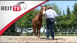 Horsemanship  die Bodenarbeit mit dem Pferd [upl. by Heimlich]