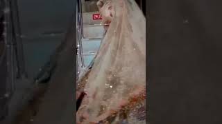 trending lehenga new design very beautiful designer lehenga viralvideo tanufashiondesigner [upl. by Zsuedat467]