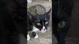 Dramatic Kitten Remembers me meow cutekitten kittensound cutecat straycatlove catvideos [upl. by Asilef]