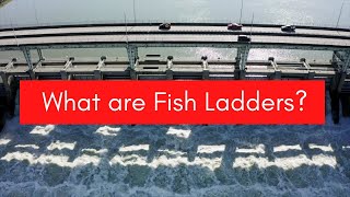 What are Fish Ladders Hydraulic Structures [upl. by Elmira409]