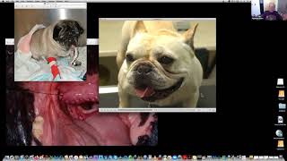 Surgical Management of Brachycephalic Syndrome [upl. by Garbers]