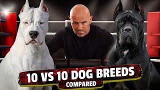 Dogo Argentino VS Cane Corso [upl. by Helsell542]