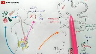 Angiostrongyliasis  Angiostrongylus cantonensis  Life cycle  Angiostrongylus costaricensis [upl. by Cloris]