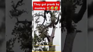 Monkey said why are you recording and for what🤣 funny reels shorts viralvideo monkey fun [upl. by Ttenaej]