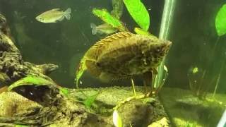 Ctenopoma Acutirostre is Hunting Congo Tetras [upl. by Anselma]