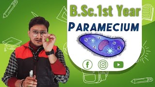 BSc 1st year paramecium  Classification and structure of paramecium  BSc 1st year Zoology I [upl. by Sueaddaht]