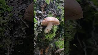 Russula Versicolor [upl. by Pren]