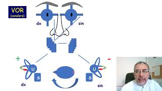 Il riflesso vestibolooculomotore  VOR [upl. by Molli616]