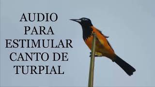 AUDIO PARA ESTIMULAR CANTO DE TURPIAL CD AUDIO DESCARGAR CD [upl. by Marybeth]