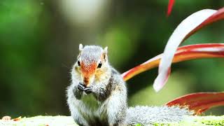 Palm squirrels with thick bushy tails ताड़ की गिलहरी [upl. by Eckhardt]