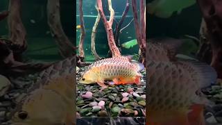 🐠Arowana மீன் இனப்பெருக்கம்🐬 Arowana Fish Breeding🐟 shorts aquarium fish fishbreeding [upl. by Akahs]