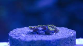 Check out this Rasta Zoanthid Frag Time lapse [upl. by Reinhold]