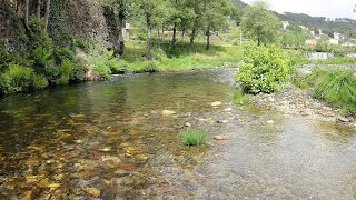 PEIXES DE PORTUGAL [upl. by Fortin]