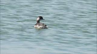 Black necked Grebes [upl. by Laehcor440]