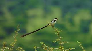 Pin Tailed Whydah in Tanzania ווידה ארוכת זנב עם זנב מתנופף ברוח בטנזניה [upl. by Lerak]