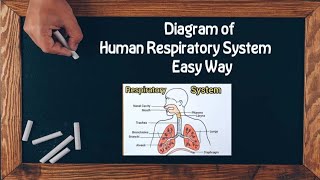 Diagram of Human Respiratory System in Easy Way Class 101112 [upl. by Atilem109]