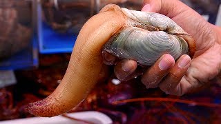 Japanese Street Food  GEODUCK SASHIMI Seafood Japan [upl. by Jewett]