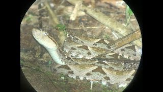 STAY AWAY FROM THIS SNAKE Walking Next To Super Venomous Snake [upl. by Boyd115]