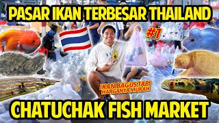 GAK NYANGKA HARGANYA SEMURAH INI GREBEK PASAR IKAN TERBESAR DI THAILAND CHATUCHAK FISH MARKET [upl. by Yael]