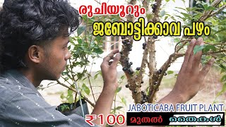 ജബുട്ടിക്കാവ പഴച്ചെടി  JABOTICA FRUIT PLANT VARIETIES  farming njaanorumalayali [upl. by Philbrook332]