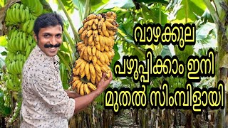 Banana Ripening  How to Ripen Banana at Home [upl. by Ynots380]