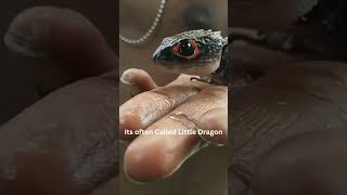 Do you Know This Tribolonotus gracilis skink dragon papua jayapura nature [upl. by Irmgard]