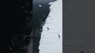 Antarctica Gentoo Penguins Jumping in Water antarctica gentoo penguins nature wildlife HA64457 [upl. by Anamuj]