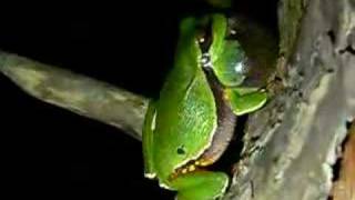 Pine Barrens Treefrog [upl. by Iris]