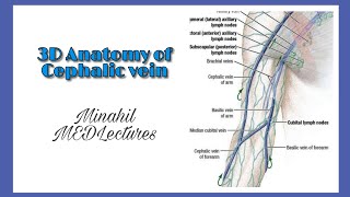 Cephalic vein  3D Anatomy  Origin Course and termination [upl. by Kachine]