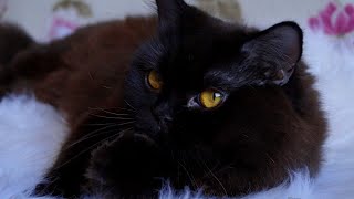 Black British Longhair Cat Prada Good Friend [upl. by Sorazal227]