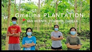 Gmelina Plantation San Vicente Tumauini Isabela [upl. by Plank]