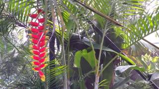 Heliconia rostrata  Hanging Lobster Claw Tropical Flower  Bird of Paradise [upl. by Dawes]