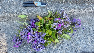 Dead Head amp Fertilize Garden Phlox 4K  July 2024 [upl. by Assyla]