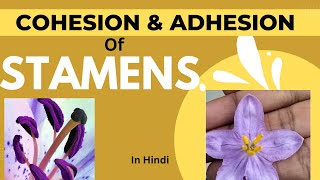 Types of androecium stamenCohesion and adhesion of stamens  in Hindi easy [upl. by Hime685]