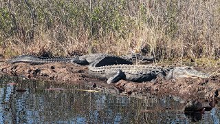 kayaking with alligators at Okefenokee swamp [upl. by Sonitnatsok26]