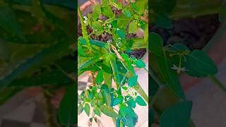 Pilo ka Poda plants fruit gardening youtubeshorts shorts shortsfeed ytshorts nature short [upl. by Daryle]