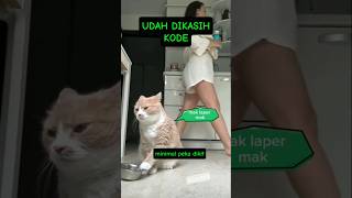 Oyen di cuekin babufunnyvideo videokucing lucuanimals shorts [upl. by Parrie]