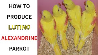 How To Produce Lutino Alexandrine Parrot [upl. by Barstow918]