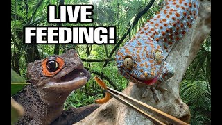 FEEDING MY PET LIZARDS WHY I TONG FEED [upl. by Ynaffet]