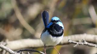 Male Superb Fairywren call [upl. by Manoop]