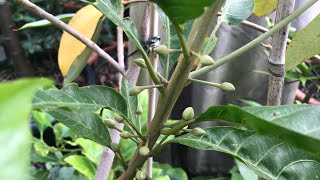 Egg fruit plant  Canistel  Pouteria Campechiana  October update with flowers [upl. by Gnuy]