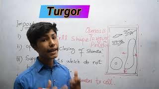 Turgor  Turgidity In Plants  Structure and function of cell [upl. by Lunt941]