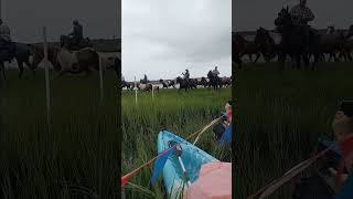 Chincoteague Island wild horse video the pony swim was so cool wildhorses Chincoteague ponies [upl. by Elimaj]