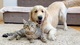 Adorable Golden Retriever Demands Attention from Cute Cat [upl. by Nylannej]