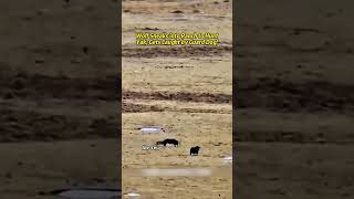 Wolf Sneaks into Ranch to Hunt Yak Gets Caught by Guard Dog Wildlife Nature Animals foryou [upl. by Dacia947]