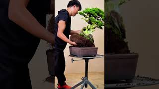 Bonsai bonsai bonsaitree bonsaistyling garden gardening [upl. by Cain146]