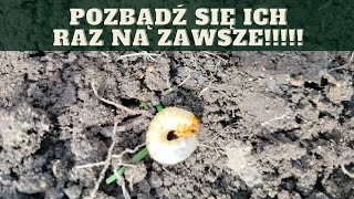 Jak zwalczyć pędrakiProsta metoda [upl. by Gonzalo364]