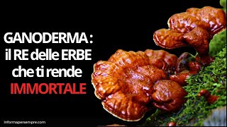 Ganoderma il Re delle Erbe [upl. by Alonso]