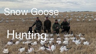 Alberta Snow Goose Hunting [upl. by Edd]